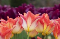 Tulipa 'Moonblush' - Tulipe à fleurs de lys 