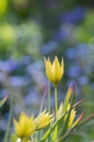 Tulipa orphelinidée 'Flava' 
