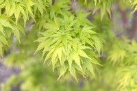 Acer palmatum 'Sango Kaku' Érable du Japon 