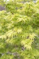 Acer palmatum 'Sango Kaku' Érable du Japon 