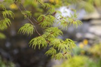 Acer palmatum 'Seiryu' Érable du Japon 