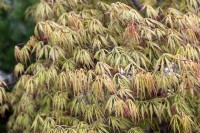 Acer palmatum 'Dissectum flavescens' Érable du Japon 