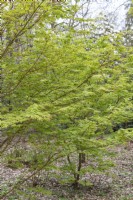 Acer palmatum 'Sangokaku' Érable du Japon 