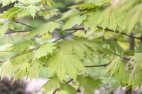 Acer palmatum 'O-taki' Érable du Japon 
