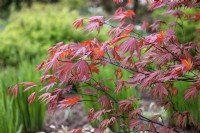 Acer palmatum 'Crimson Prince' Érable du Japon 