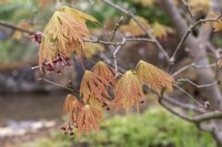 Acer palmatum 'Aconitifolium' Érable du Japon 