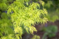 Acer palmatum var dissectum 'Seiryu' Érable japonais 