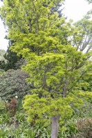 Acer palmatum 'Shishi Gashira' Érable du Japon 