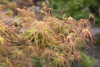 Acer palmatum 'Villa Taranto' Érable du Japon 