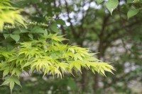 Acer palmatum 'Sango-kaku' Érable du Japon 