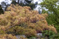 Acer palmatum 'Villa Taranto' Érable du Japon 
