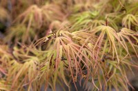Acer palmatum 'Villa Taranto' Érable du Japon 