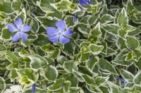 Pervenche Vinca major 'Variegata' 