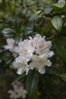 Rhododendron 'Cunninghams blanc' 