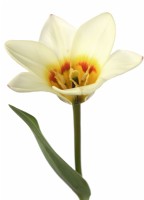 Tulipa 'Espoir' Tulipe Kaufmanniana Groupe Marche 