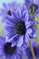 Anémone coronaria 'Lord Lieutenant' Anémone de jardin à fleurs doubles Saint Bridgid Groupe Mars 