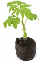 Solanum lycopersicum 'Veranda Red' Tomate naine cerise déterminée Jeune plant en motte de compost F1 Hybrid Syn. Lycopersicon esculentum Mars 