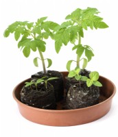 Solanum lycopersicum 'Veranda Red' Tomate naine cerise déterminée Jeunes plants F1 Hybrid Syn. Lycopersicon esculentum et Capsicum annuum Plantules de piment dans des bouchons de compost Mars 