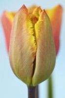 Tulipa 'Fringed Solstice' Tulip Fringed Group Mars 