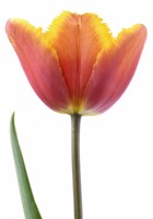 Tulipa 'Fringed Solstice' Tulipe Fringed Group Avril 