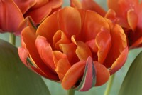 Tulipa 'Queensday' Tulipe Double Groupe Tardif Avril 