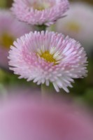 Bellis perennis 'Pomponette' Bicolore Marguerite à fleurs doubles Avril 