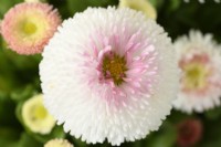Bellis perennis 'Pomponette' Bicolore Marguerite à fleurs doubles Mars 