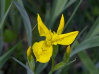 Iris pseudacorus - Iris drapeau jaune 