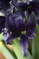 Hyacinthus orientalis'Midnight Mystique' Syn 'Midnight Mystic' Fleur de jacinthe mars 