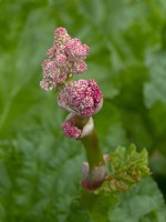 Rheum rhabarbarum - Boutons floraux de rhubarbeMai Printemps 