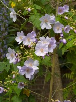 Abutilon vitifolium Mai Printemps 