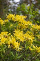 Rhododendron jaune 