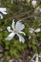 Magnolia stellata 'Étoile royale' 