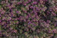 Erica carnea f. aureifolia 'Aurée' 
