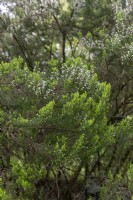 Erica arborea var. alpin, bruyère arborescente 