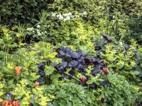 Parterre de fleurs herbacées d'un jardin de campagne avec tulipes, Smyrnium perfoliatum, Ligularia dentata, Fritillaria Imperialis, Viburnum plicatum 'Popcorn' 
