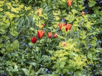 Parterre de fleurs herbacées mixtes de Tulipa 'Brown Sugar', Smyrnium perfoliatum et Myosotis 