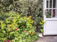 Porte d'un pavillon d'été à côté d'un parterre de fleurs mixtes comprenant Smyrnium perfoliatum, Erysimum, Rubus deliciosus, Euonymus fortunei, Polygontatum et Tulipa 'Brown Sugar' 