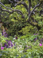 Jardin de campagne comprenant un parterre de fleurs herbacées mixtes de Lunaria annua, Tellima grandiflora, Tulipa 'China Pink' sous un Malus sylvestris mature - pommier sauvage 