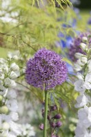 Allium 'Lucy Ball' - Oignon ornemental 