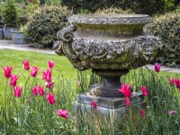 Grande urne décorative en pierre sur socle entourée de Tulipa 'Reine Rania' 