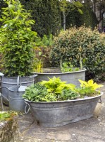 Pots et jardinières galvanisés sur patio rempli de petits hostas 