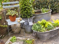 Pots galvanisés et bacs à fleurs sur patio rempli de petits hostas et chaise avec pot en terre cuite et ornements 