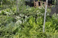 Vue sur un parterre de fleurs avec un thème de couleur vert et blanc comprenant du bouleau à tige blanche et des fougères. Le jardin Grand Appeal du RHS Malvern Spring Festival 2024. Conçu par Ammil Garden Design 