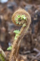 Dicksonia antarctica - Fougère arborescente - crozier déployant 