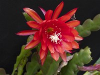  Fleur de cactus Epiphyllum 