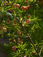 Crinodendron hookerianum 'Ada Hoffmann' Printemps mai 