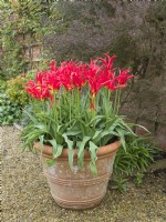 Tulipa - 'Go Go Red' - type à fleurs de lys en pot en terre cuite 