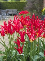 Tulipa - 'Go Go Red' - type à fleurs de lys 