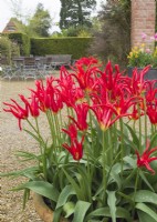 Tulipa - 'Go Go Red' - type à fleurs de lys en pot en terre cuite 